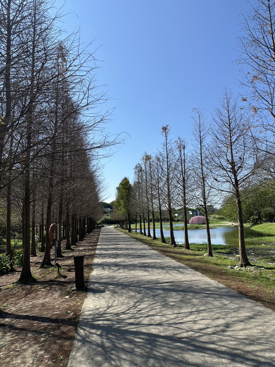 中庄吊橋周邊 — 靜謐的林蔭步道